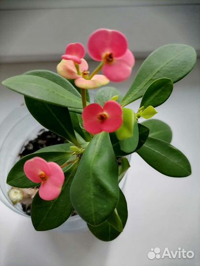 Цветы в дом