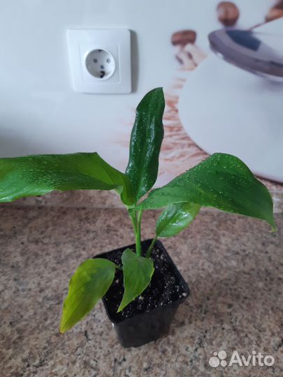 Спатифиллум