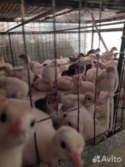 Инкубационное яйцо индейки