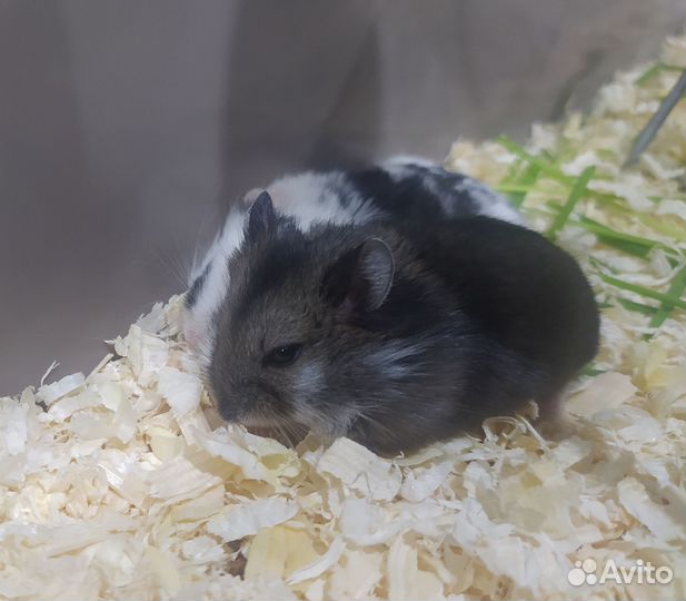 Хомячки Кэмпбелл