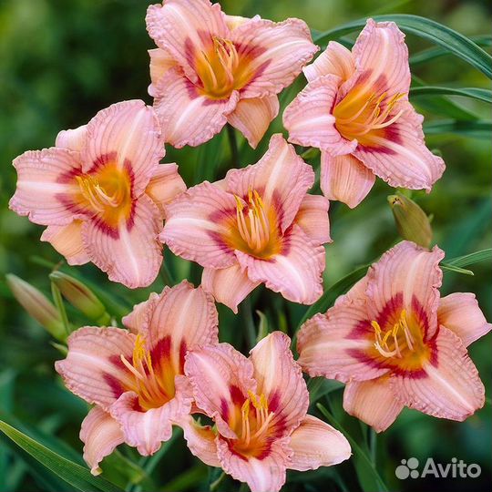 Лилейник гибридный Longfields Glory Саженцы, Расса