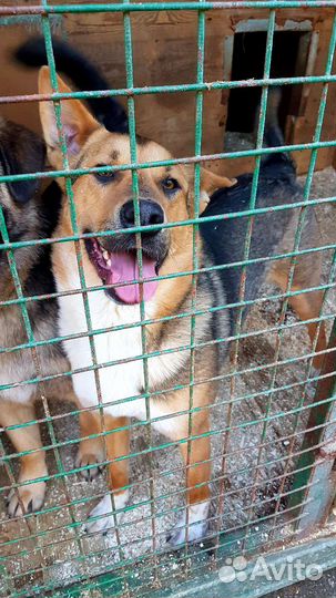 В добрые руки шикарный пес Бой