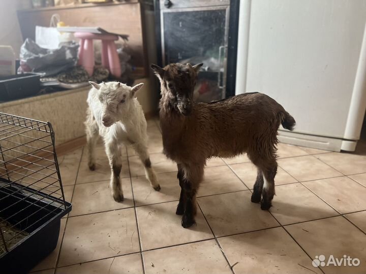 Козочки и коза ламанча