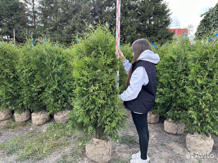 Туя Брабант из питомника