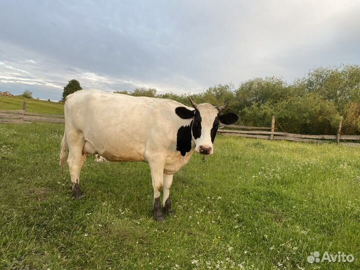 Телка стельная