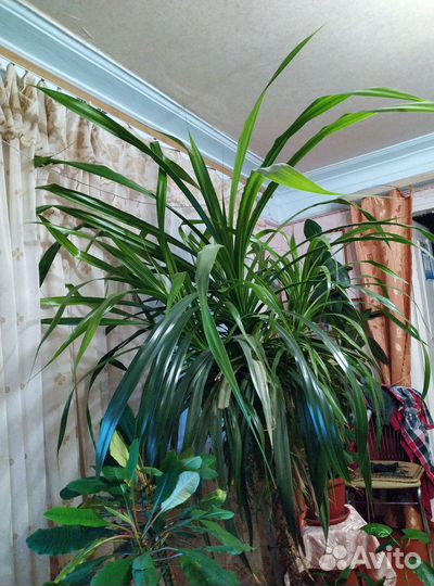 Панданус комнатный цветок