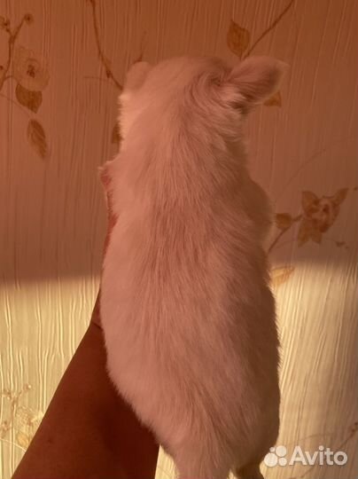 Чихуахуа мальчишка - Одуванчик