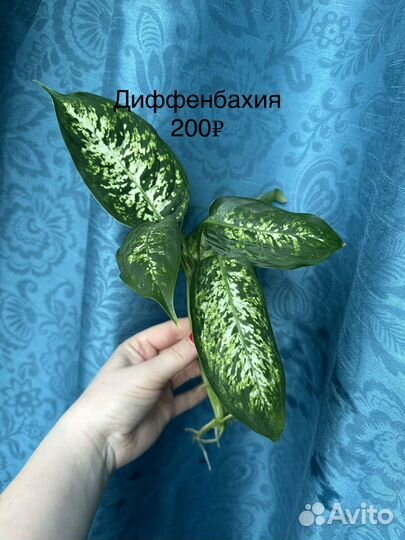 Комнатные растения цветы