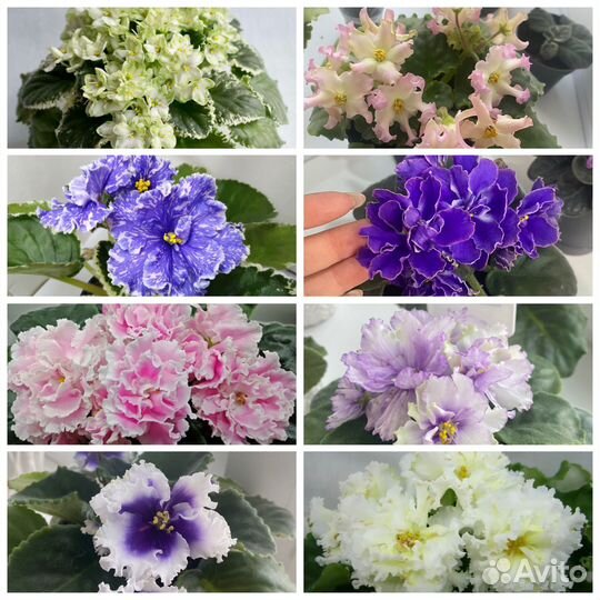 Листики фиалок, детки