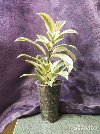 Фикус мелани вариегатный