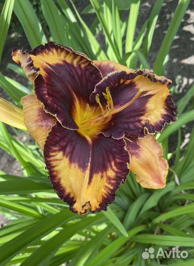 Лилейники коллекционные