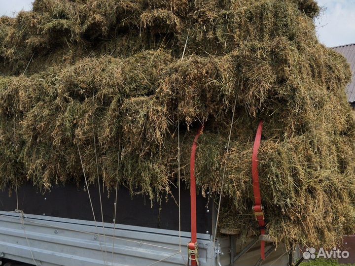 Сено люцерны в тюках