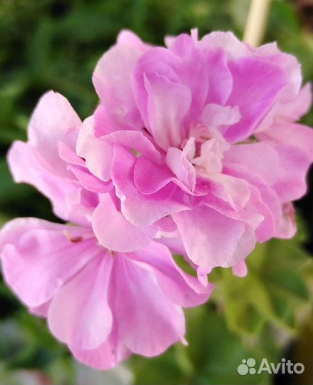 Пеларгония герань