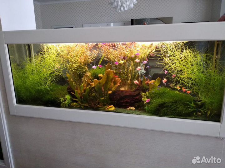 Аквариумы под ключ