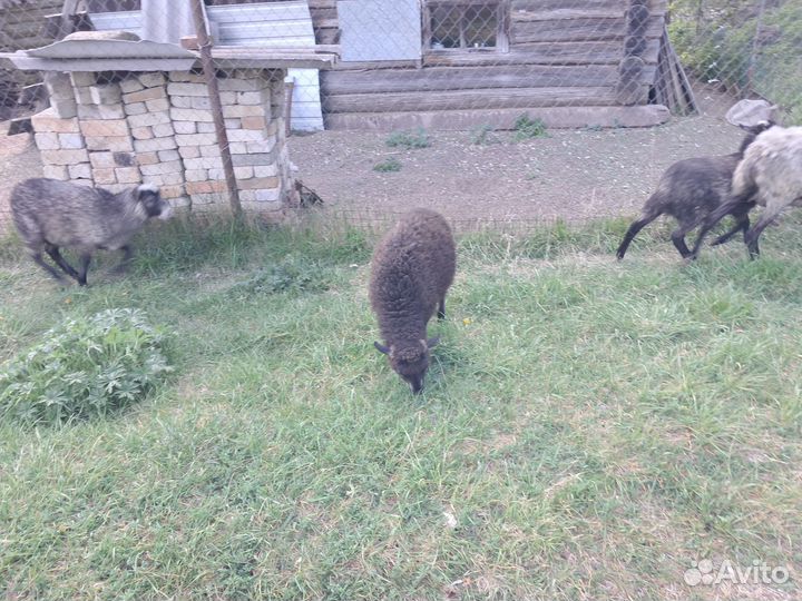 Овцы бараны ягнята