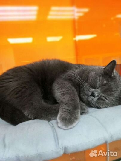 Гостиница для животных. Передержка