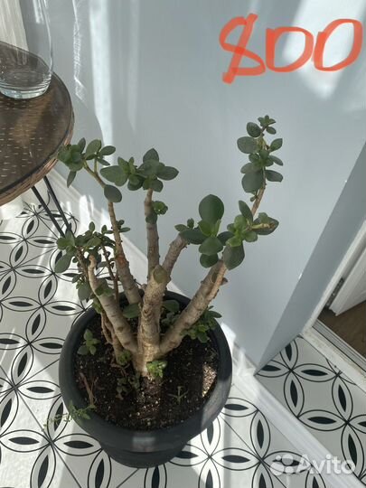 Комнатные растения цветы