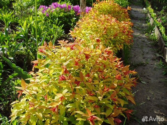 Спирея 10 сортов, грефшейм, карамель, голдмаунд