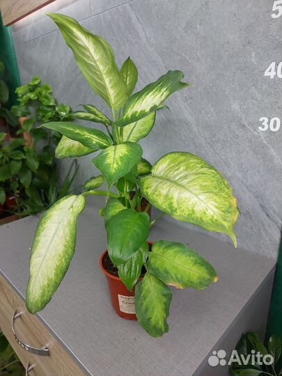 Диффенбахия Камилла