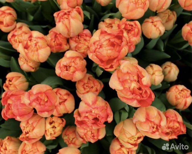 Тюльпаны к 8 марта оптом Kiteman