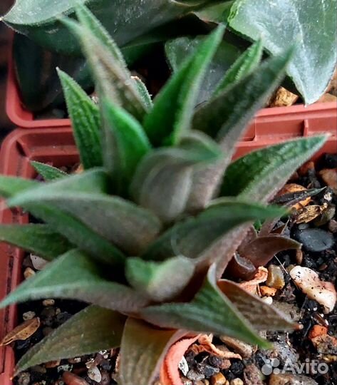 Суккуленты