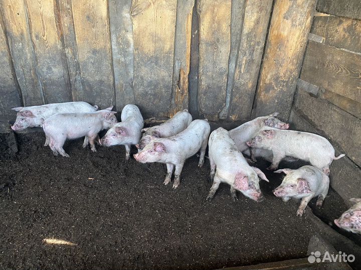 Поросята 1,5 месяца