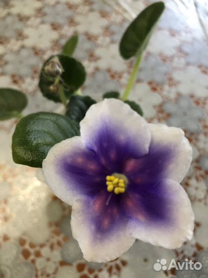 Детки и розетки сортовых фиалок