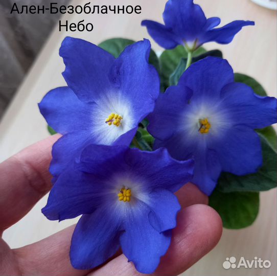 Детки сортовых фиалок