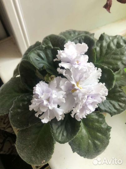 Комнатные цветы