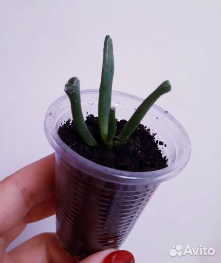 Крассула овата хоббит (ушки Шрека)