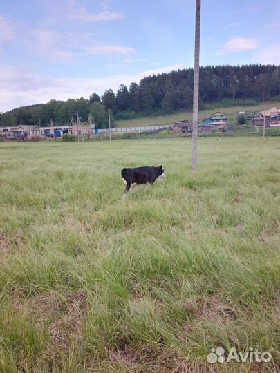 Корова с теленком