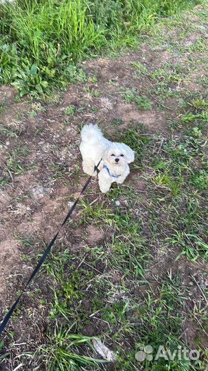 Вязка мини мальтипу f1