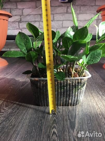 Замиокулькас