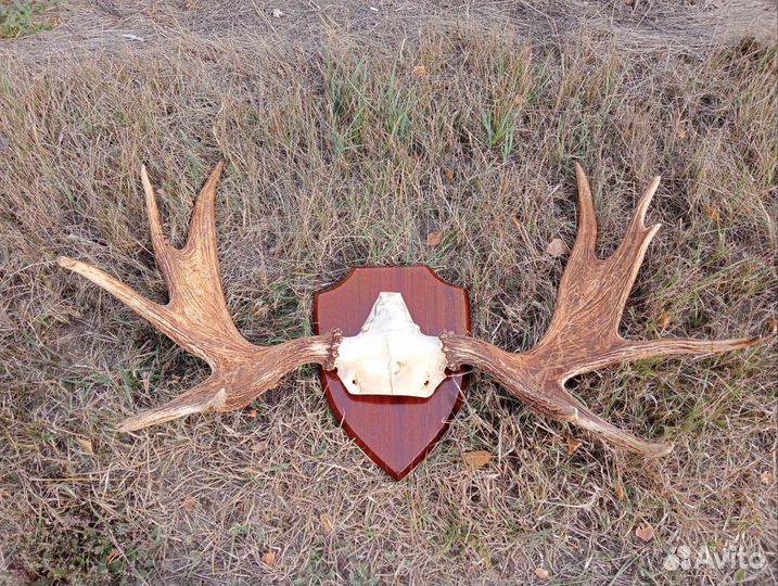 Рога лося