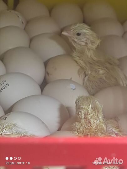 Подрощенные Цыплята- Мастер Грейс