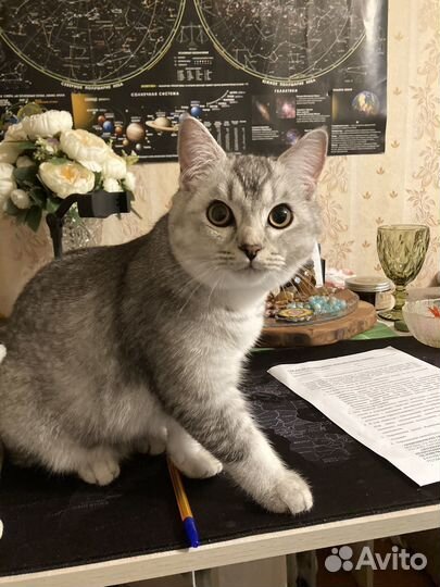 Серебряная шиншилла. Мальчик