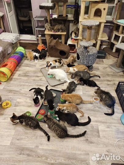 Котики и собачки ищут дом