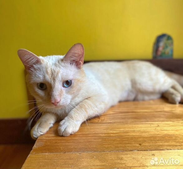 Котик ищет дом