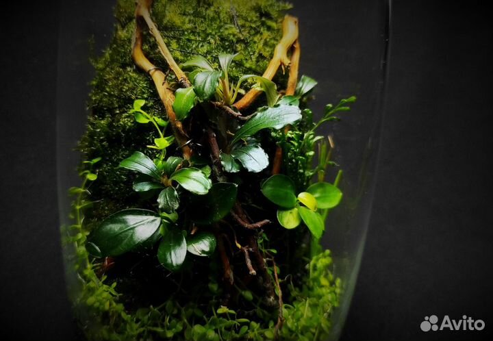 Запуск и обслуживание растительных аквариумов