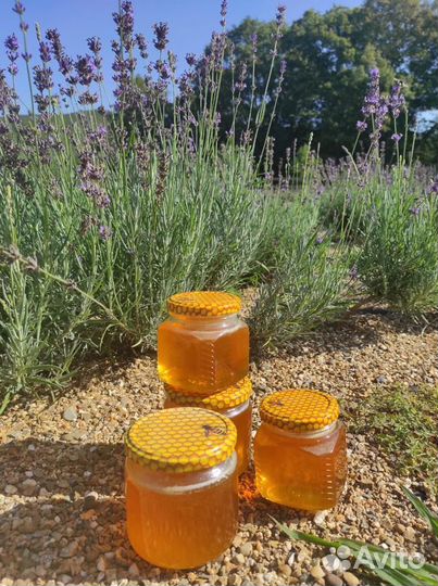 Лавандовый мед