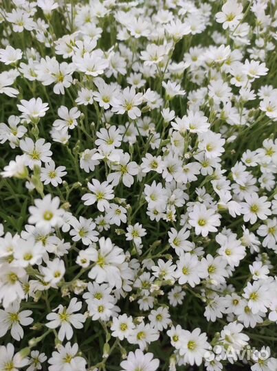 Ясколка, Колокольчик, барвинок, яснотка, вербейник