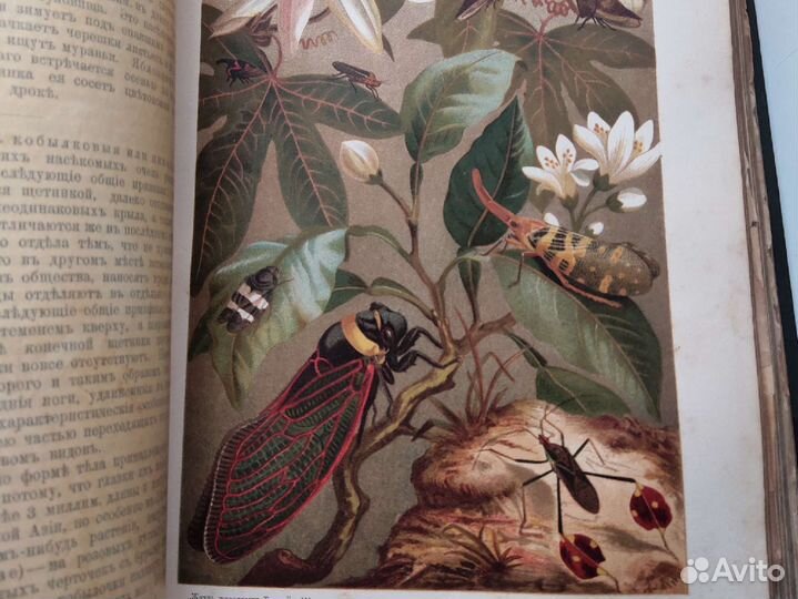 Брэм, Жизнь животных 1903 г