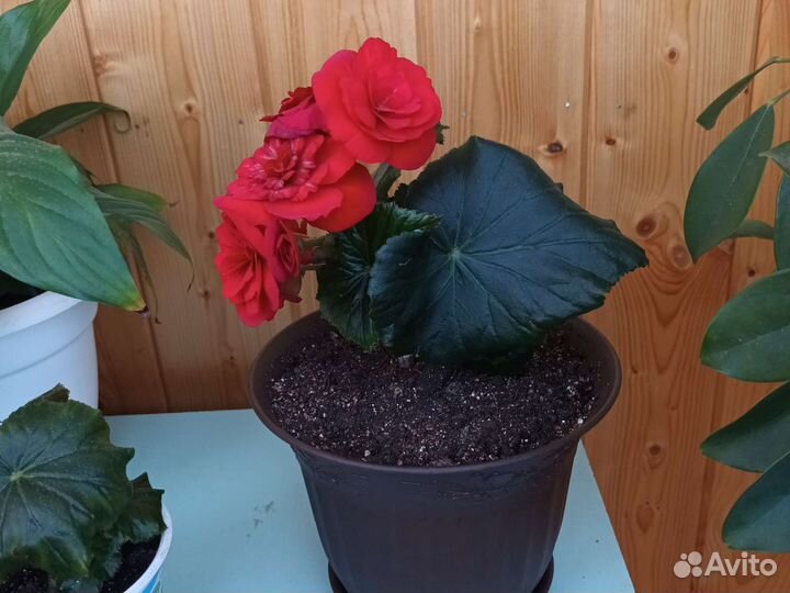 Бегония элатиор