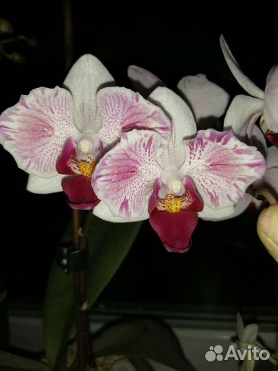 Орхидея бабочка цветущая