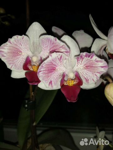 Орхидея бабочка цветущая