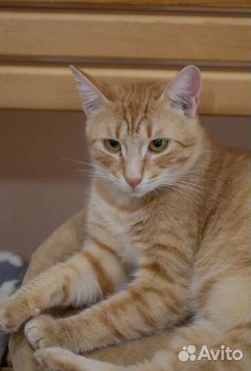 Очаровательнейший рыжий Ирис в поиске дома