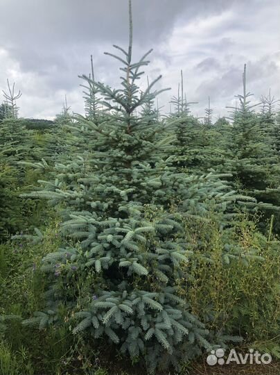 Ель голубая 1-1,2 м