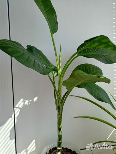 Диффенбахия