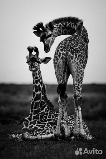 Картина итальянская. Жирафы. Фактурная штукатурка