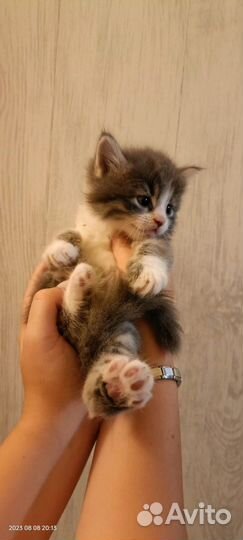 Котенок мальчик